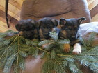 Small Photo #2 German Shepherd Dog Puppy For Sale in CURTISS, WI, USA
