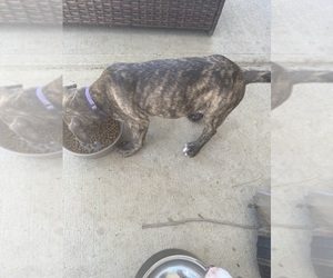 Medium American Staffordshire Terrier