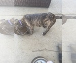 Puppy 4 American Staffordshire Terrier