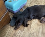 Small Photo #1 Dachshund Puppy For Sale in BEACH CITY, OH, USA