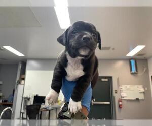 Mutt Dogs for adoption in Riverside, CA, USA