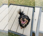 Small Photo #1 Chiweenie Puppy For Sale in ROANOKE, VA, USA