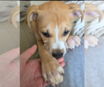 Small #13 Mutt