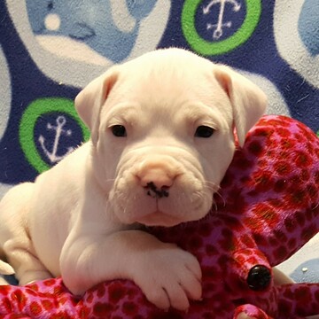 Medium Photo #44 Dogo Argentino Puppy For Sale in PINEVILLE, MO, USA