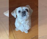 Small #2 Shih Tzu