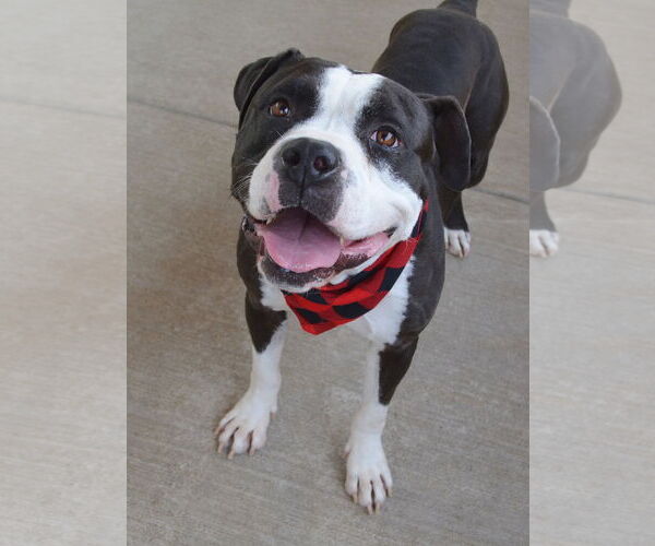 Medium Photo #5 Mutt Puppy For Sale in McKinney, TX, USA