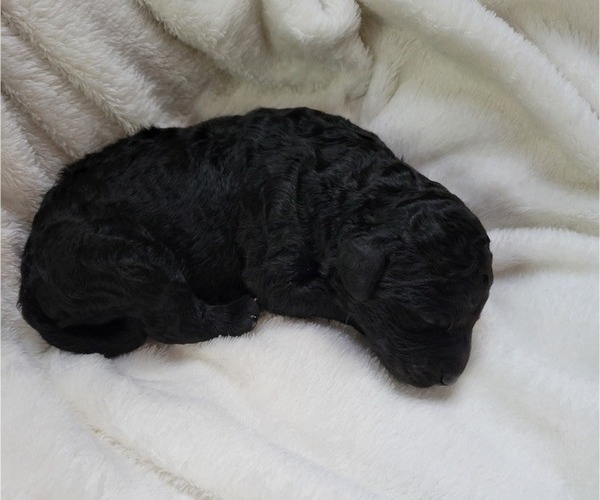 Medium Photo #2 Goldendoodle Puppy For Sale in HILLSBORO, OH, USA