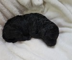 Small Photo #2 Goldendoodle Puppy For Sale in HILLSBORO, OH, USA