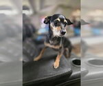 Small #1 Chiweenie