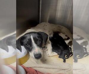 Chihuahua-Unknown Mix Dogs for adoption in Riverside, CA, USA