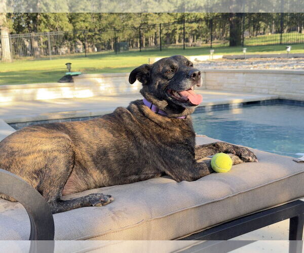 Medium Photo #9 Labrador Retriever-Unknown Mix Puppy For Sale in Fort Worth, TX, USA