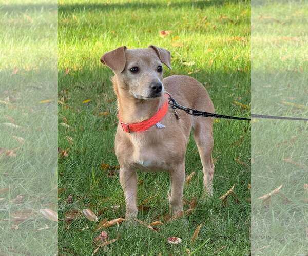 Medium Photo #2 Dachshund-Unknown Mix Puppy For Sale in Arlington, VA, USA