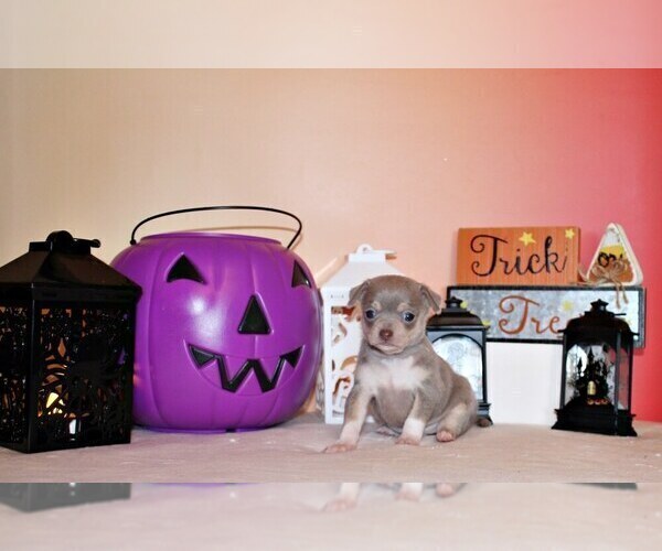 Medium Photo #32 Chihuahua Puppy For Sale in CHARLESTON, AR, USA