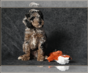Medium Poodle (Miniature)