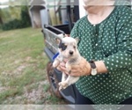 Puppy Blue Australian Cattle Dog