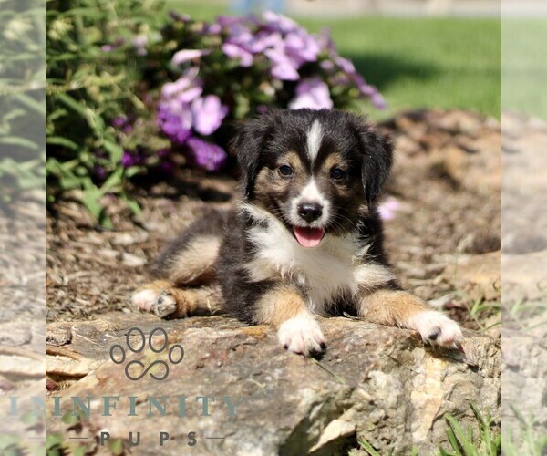 Medium Photo #2 Miniature Australian Shepherd Puppy For Sale in NEW PROVIDENCE, PA, USA