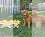 Small Photo #2 Goldendoodle Puppy For Sale in BREA, CA, USA