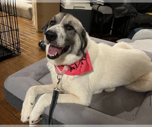 Great Pyrenees Dogs for adoption in Kankakee, IL, USA