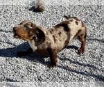 Small #5 Dachshund