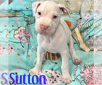 Small #3 Staffordshire Bull Terrier Mix