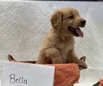 Small #3 Golden Retriever