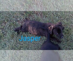 Bo-Dach Puppy for sale in TRIBUNE, KS, USA