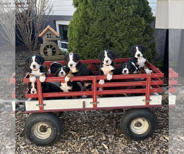 Medium Photo #2 Greater Swiss Mountain Dog Puppy For Sale in RONKS, PA, USA