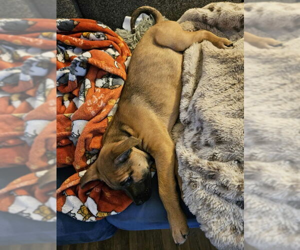 Medium Photo #2 Mutt Puppy For Sale in Wyoming, MI, USA