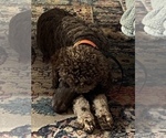 Small Photo #1 Poodle (Standard) Puppy For Sale in EDWARDS, MS, USA