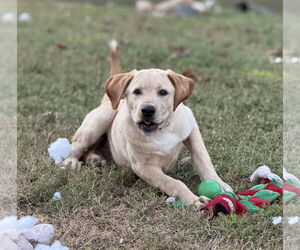 Labralas Dogs for adoption in Attalka, AL, USA