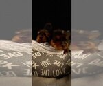 Small Photo #11 Yorkshire Terrier Puppy For Sale in RUTLAND, MA, USA