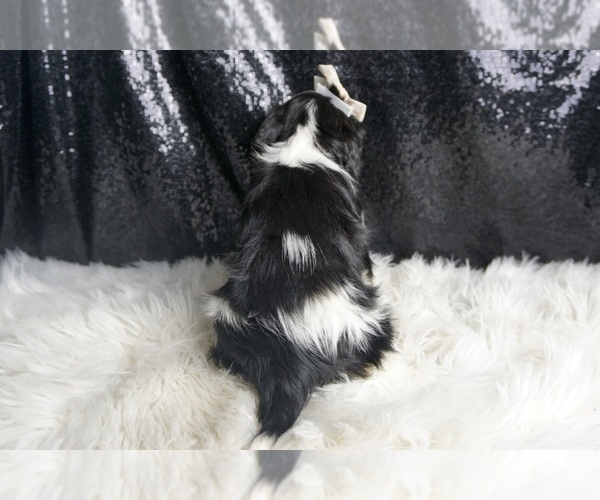 Medium Photo #7 Cavalier King Charles Spaniel Puppy For Sale in WARSAW, IN, USA