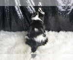 Small Photo #100 Cavalier King Charles Spaniel Puppy For Sale in WARSAW, IN, USA