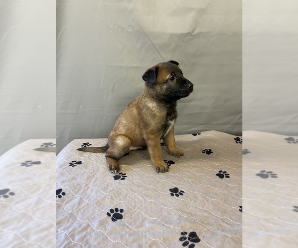 Medium Photo #7 Belgian Malinois Puppy For Sale in LABADIE, MO, USA