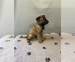 Small Photo #7 Belgian Malinois Puppy For Sale in LABADIE, MO, USA