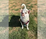 Small #3 Chihuahua Mix