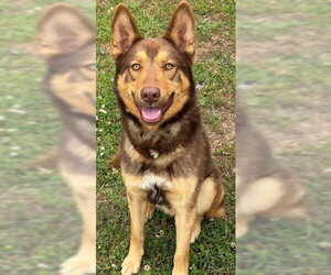 German Shepherd Dog Dogs for adoption in Newfoundland, PA, USA