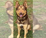 Small German Shepherd Dog