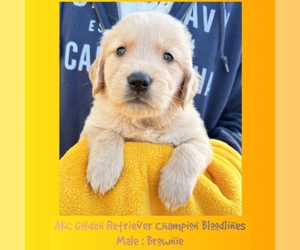 Medium Photo #1 Golden Retriever Puppy For Sale in SUGAR LAND, TX, USA