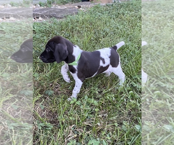 Medium Photo #6 German Shorthaired Pointer Puppy For Sale in SORRENTO, FL, USA