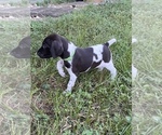 Small Photo #6 German Shorthaired Pointer Puppy For Sale in SORRENTO, FL, USA