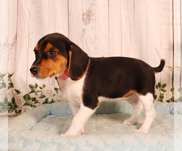 Medium Photo #1 Beagle Puppy For Sale in PENNS CREEK, PA, USA