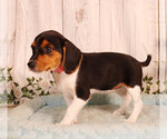 Small Photo #1 Beagle Puppy For Sale in PENNS CREEK, PA, USA
