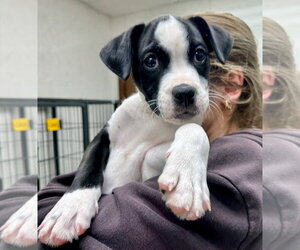 Bullboxer Pit Dogs for adoption in Gilberts, IL, USA