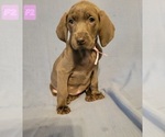 Small Photo #3 Weimaraner Puppy For Sale in GREENWICH, OH, USA