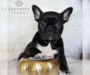 Faux Frenchbo Bulldog Puppy for sale in EPHRATA, PA, USA