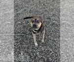 ANGIE - Female Bull Terrier-Unknown Mix Dog for Adoption - Small photo