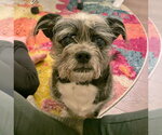 Small #2 Shih Tzu