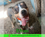 Small #4 American Bulldog Mix