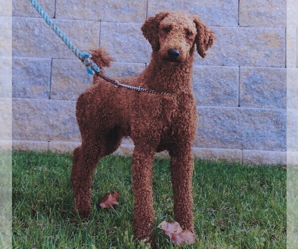 Medium Photo #1 Poodle (Standard) Puppy For Sale in EAST EARL, PA, USA